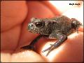 Bufo bufo-03